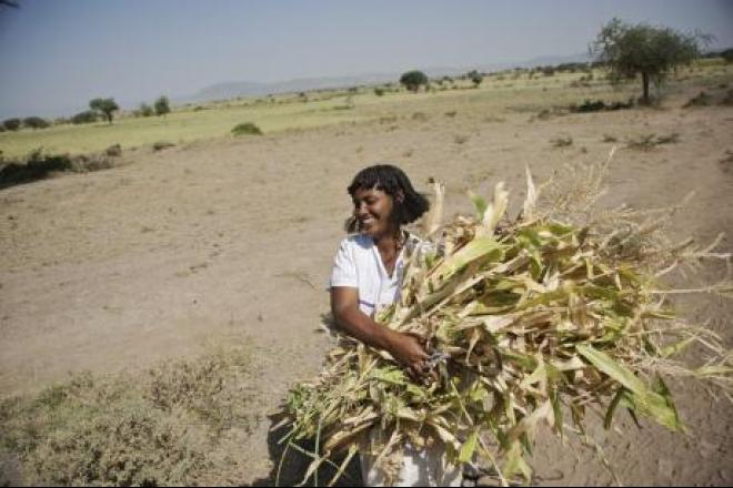 Lekea Borena, Etiopía. Después de ver a tantos de sus cultivos morir, la familia de Lekea ha tratado de adaptarse a los cambios del clima plantando otras variedades de semillas que necesitan menos agua, y aun así no simpre tienen éxito. Leake Borana cargando maiz del campo a su casa. Foto: Aubrey Wade/Oxfam