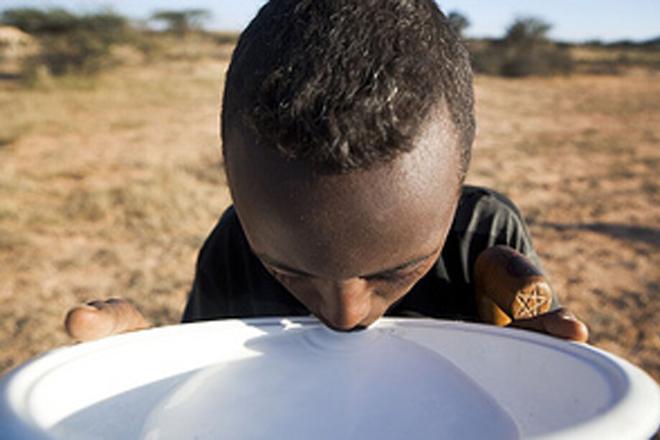A young boy drinks fresh camel milk in northern Somalia. The milk is greatly valued for its health benefits and medicinal properties. “A mouthful of camel’s milk keeps you going for half a day.”, Axmed Cali Abokor, The Camel in Somali Oral Traditions. A young boy drinks fresh camel milk from a large bowl. Photo credit: Petterik Wiggers.