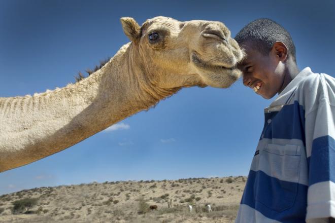 Hargeisa, Somaliland, 2011. A boy and his camel. A boy and his camel, Somaliland. Photo credit: Petterik Wiggers.