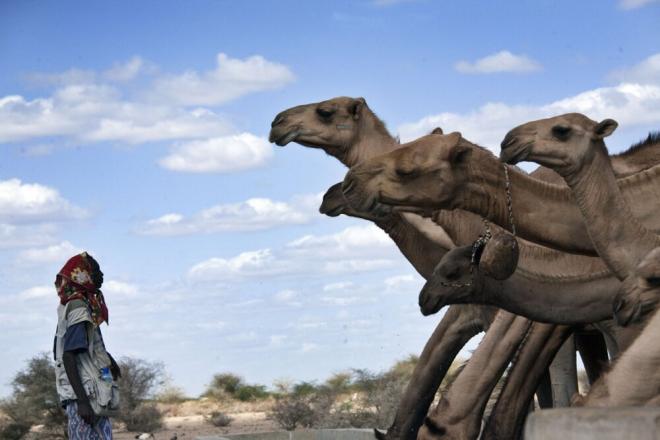 Somalia is home to six million camels, the largest camel population in the world. In the rich legacy of Somali oral traditions the camel has become symbolic of the people’s tenacity and strength. A pastoralist rests his camels at a watering hole, near Wajir Pastoralist Aden Barre rests his camels at a watering hole near Wajir, close to the Somali-Kenya border. Photo: Petterik Wiggers.