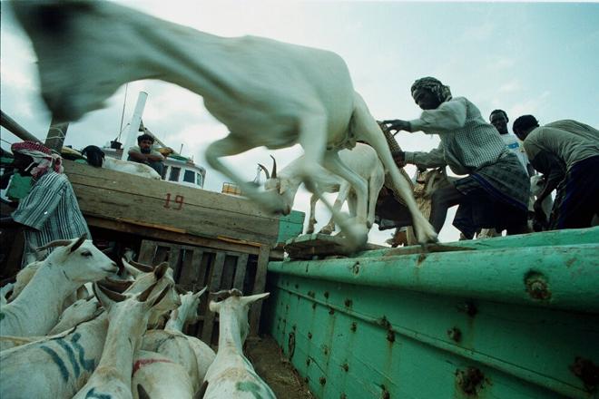 Elsewhere in Somalia, Mogadishu’s seaport officially reopened its doors for livestock export in March 2013 for the first time in almost two decades. Livestock at Bosasso port, Puntland At Bosasso port, Puntland, the export of livestock is one of the most important sources of income. Photo credit: Petterik Wiggers.