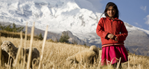 Girl in mountains with sheep, Peru