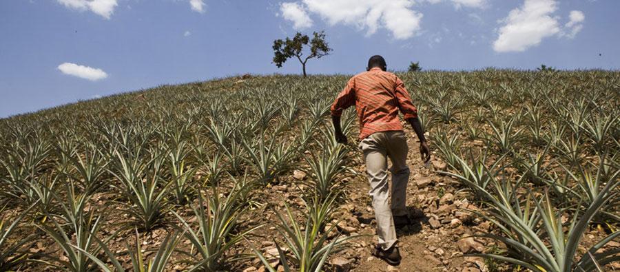 Champs d'ananas au Rwanda. Simon Rawles/Oxfam Champs d'ananas au Rwanda. Simon Rawles/Oxfam
