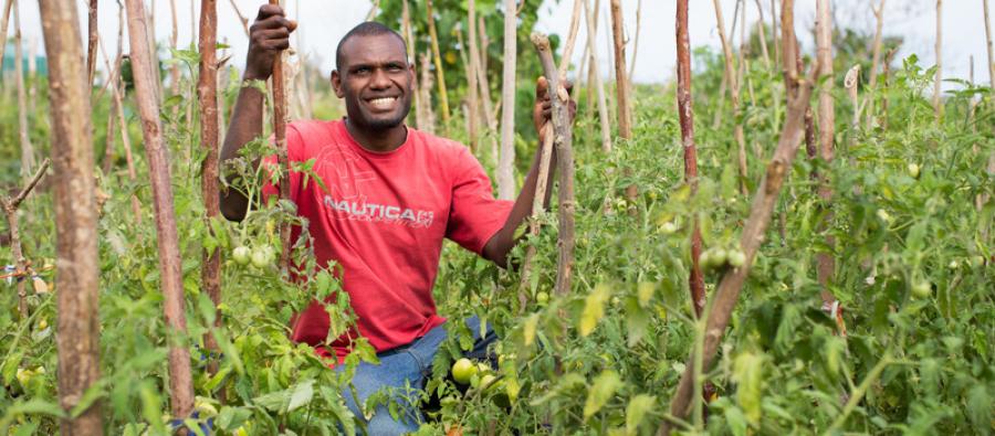 Oliver Lato, a Senior Field Officer with an Oxfam partner organization, with his crops in Teouma village, Vanuatu. Photo: Arlene Bax A field officer poses with his tomato crop in Teouma village, Vanuatu