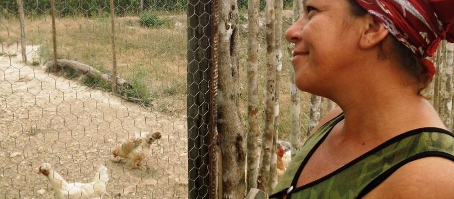 Gloria a pu agrandir son poulailler grâce avec du grillage qu'elle a reçu. Gloria a pu agrandir son poulailler grâce avec du grillage qu'elle a reçu.