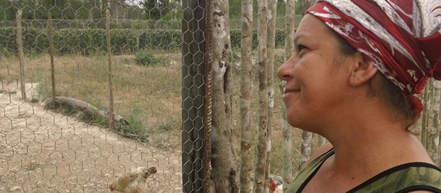 Gloria was able to expand her chicken coop with wire fencing. Gloria was able to expand her chicken coop with wire fencing.