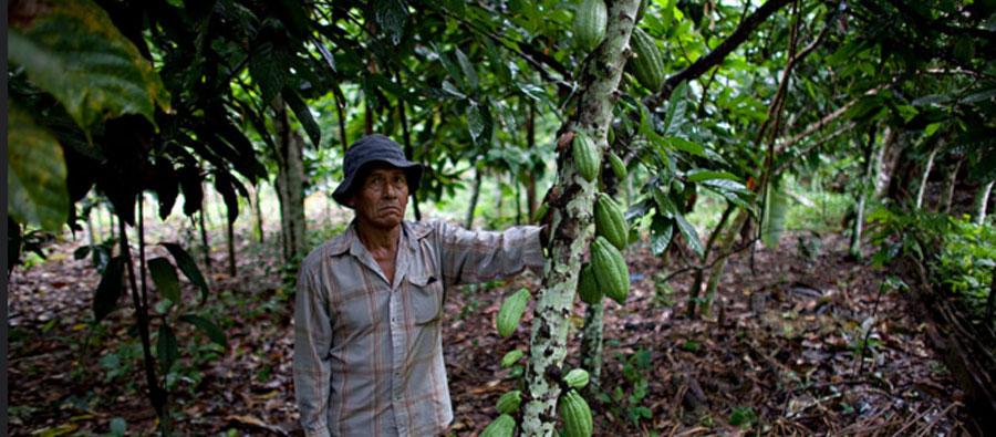 Manuel produce cacao en su parcela. Foto: Oxfam en Bolivia Manuel produce cacao en su parcela. Foto: Oxfam en Bolivia