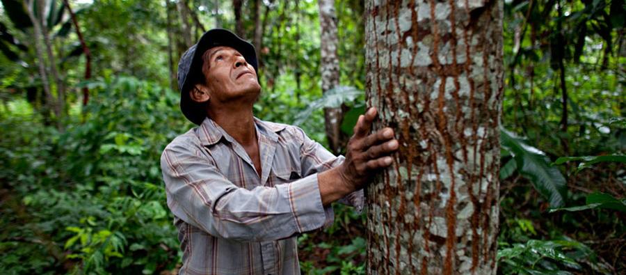Manuel es productor agroforestal y productor de cacao. Gestiona una parcela de 3 hectáreas con más de 56 especies distintas en Riberalta, Beni (Bolivia). Foto: Oxfam / Patricio Crooker Manuel es productor agroforestal y productor de cacao. Gestiona una parcela de 3 hectáreas con más de 56 especies distintas en Riberalta, Beni (Bolivia). Foto: Oxfam / Patricio Crooker