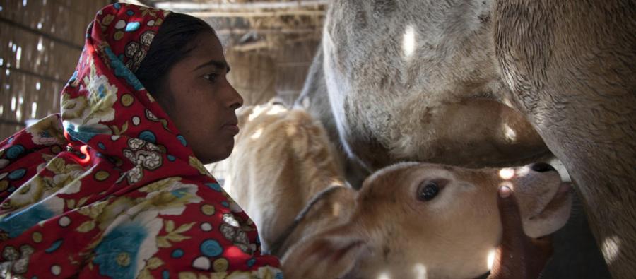 Sakina Begum is a dairy producer and the President of the Taluk Shahabaj producer group, in Kaunia Rangpur, Bangladesh. Sakina Begum is a dairy producer and the President of the Taluk Shahabaj producer group, in Kaunia Rangpur, Bangladesh.