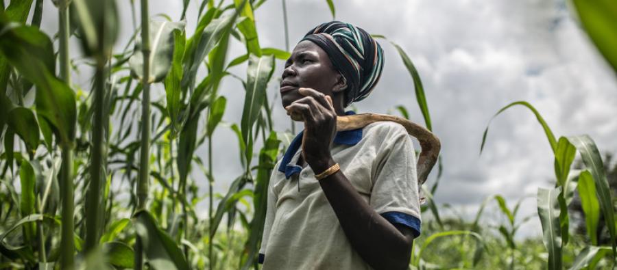 Fati Marmoussa en su campo de sorgo en Tafgo, Burkina Faso. La falta de lluvias y las largas sequías provocan que, durante algunos meses, Fati y sus hijos no tengan alimentos para comer y se vea obligada a vender los pocos animales que tiene. Fati Marmoussa en su campo de sorgo en Tafgo, Burkina Faso. La falta de lluvias y las largas sequías provocan que, durante algunos meses, Fati y sus hijos no tengan alimentos para comer y se vea obligada a vender los pocos animales que tiene.