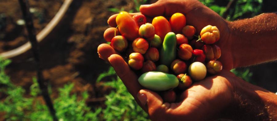 Millions are going to bed hungry. Together we can change this. Paulo Lopes holding some of the tomatoes and acerolas that he has been able to grow using the water from his cisterns. Photo: Gilvan Barreto/Oxfam
