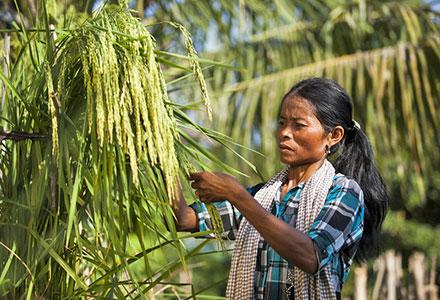 cambodge